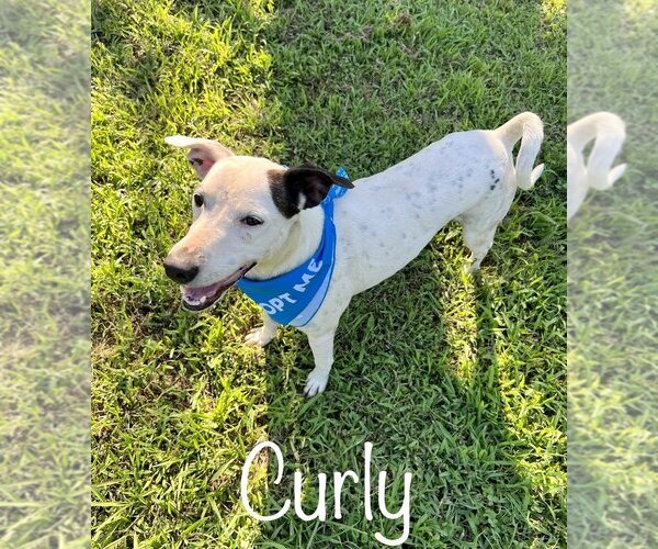 Medium Photo #4 Mutt Puppy For Sale in Conway, AR, USA