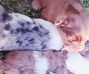 Cairn Terrier Litter for sale in BUSH, LA, USA