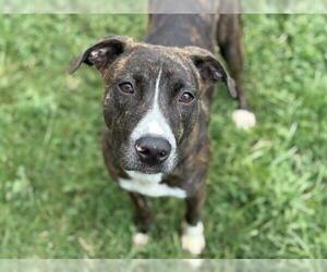 Medium American Pit Bull Terrier