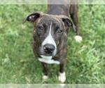 Small American Pit Bull Terrier