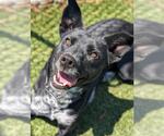 Small #1 Border Collie Mix