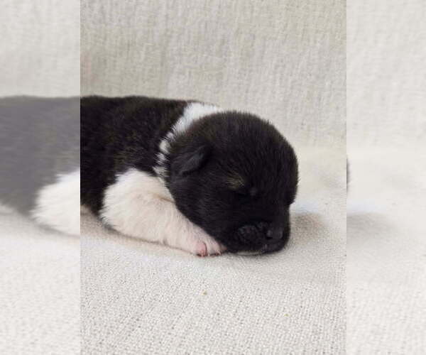 Medium Photo #7 Akita Puppy For Sale in STRAFFORD, MO, USA