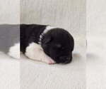 Small #6 Akita