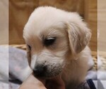 Puppy Smoke English Cream Golden Retriever