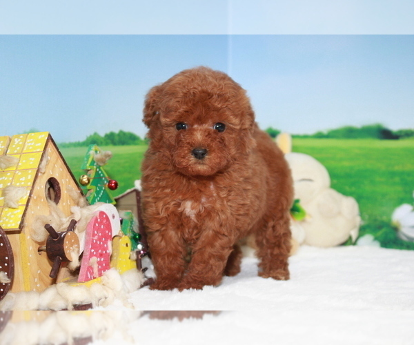 Medium Photo #1 Poodle (Toy) Puppy For Sale in MANHATTAN, NY, USA