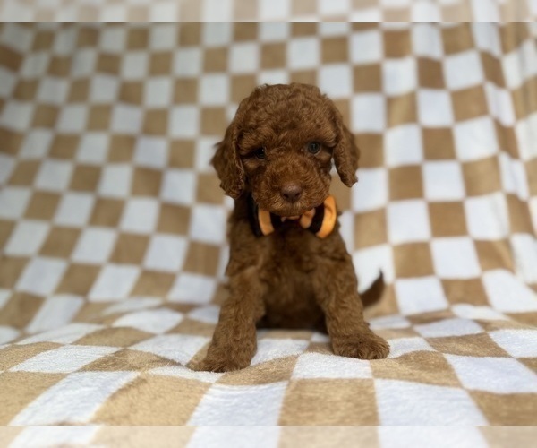 Medium Photo #7 Cockapoo (Miniature) Puppy For Sale in LAKELAND, FL, USA