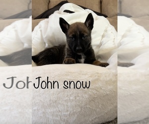 Malinois Puppy for sale in STEPHENS CITY, VA, USA