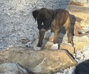 Medium Boxer