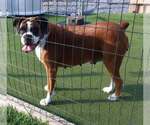 Small #1 Boxer