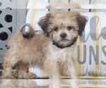 Small Photo #2 ShihPoo Puppy For Sale in MOUNT VERNON, OH, USA
