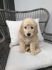 Goldendoodle Puppy for sale in CULVER CITY, CA, USA