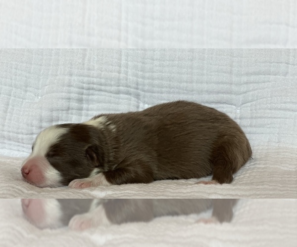 Medium Photo #2 Miniature Australian Shepherd Puppy For Sale in LANDRUM, SC, USA