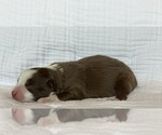 Small Photo #2 Miniature Australian Shepherd Puppy For Sale in LANDRUM, SC, USA