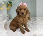 Small #4 Goldendoodle (Miniature)