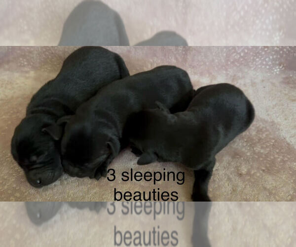 Medium Photo #2 Labrador Retriever Puppy For Sale in CLARKESVILLE, GA, USA