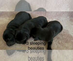 Small #1 Labrador Retriever