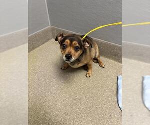 Mutt Dogs for adoption in Las Vegas, NV, USA