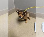 Small Mutt