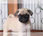 Small Photo #4 Pug Puppy For Sale in NAPLES, FL, USA