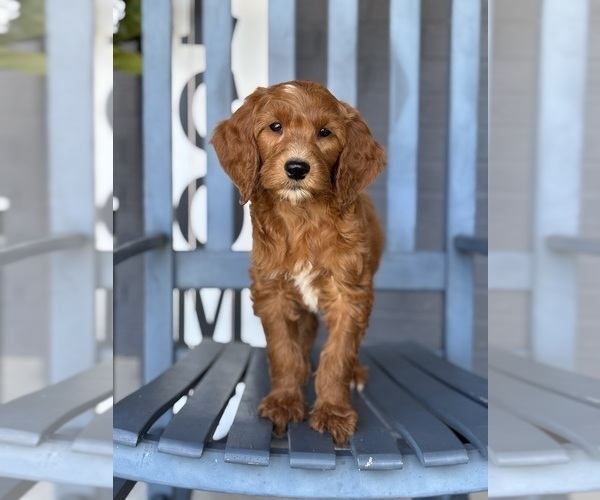 Medium Photo #3 Goldendoodle Puppy For Sale in FRANKLIN, IN, USA