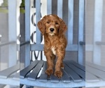 Small #2 Goldendoodle