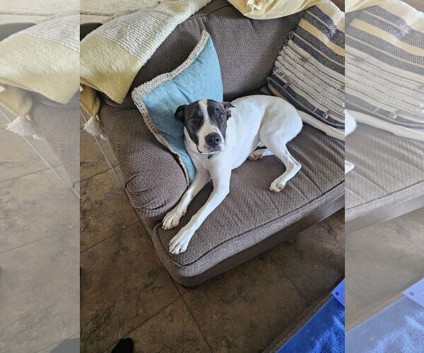 Medium Photo #7 Pointer-Unknown Mix Puppy For Sale in Chandler, AZ, USA