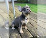 Small Photo #9 French Bulldog Puppy For Sale in HILLSBORO, OR, USA