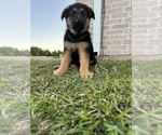 Small Photo #4 German Shepherd Dog Puppy For Sale in GILMER, TX, USA