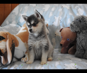 Siberian Husky Puppy for sale in OCONTO, WI, USA