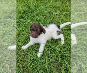 Pointer-Poodle (Standard) Mix Puppy for sale in SOPERTON, GA, USA