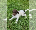 Small Pointer-Poodle (Standard) Mix