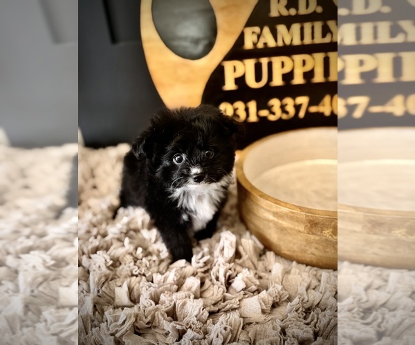 Medium Photo #5 Pomapoo (Toy) Puppy For Sale in CROSSVILLE, TN, USA