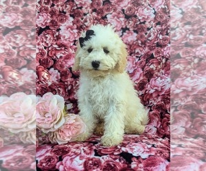 Miniature Bernedoodle Puppy for sale in OXFORD, PA, USA