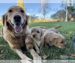 Small #3 Golden Retriever