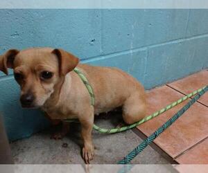 Chihuahua Dogs for adoption in Downey, CA, USA