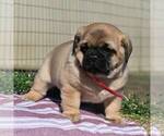 Small #3 Pug-Puggle Mix