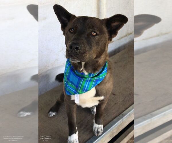 Medium Photo #4 Mutt Puppy For Sale in Sequim, WA, USA