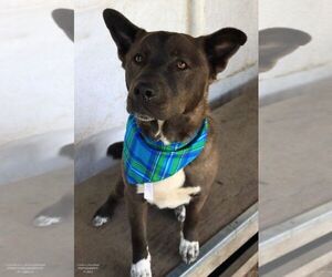 Trac - Male Staffordshire Bull Terrier-Unknown Mix Dog for Adoption - Photo #4