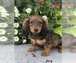 Small Dachshund