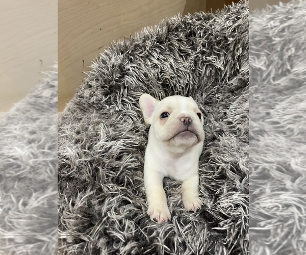 Medium Photo #3 French Bulldog Puppy For Sale in CLEARWATER, FL, USA
