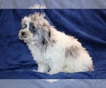 Small #20 ShihPoo