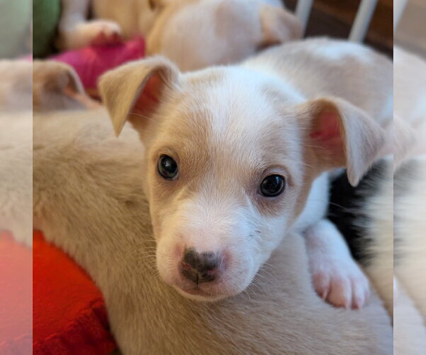 Medium Photo #4 Mutt Puppy For Sale in Brooklyn Center, MN, USA