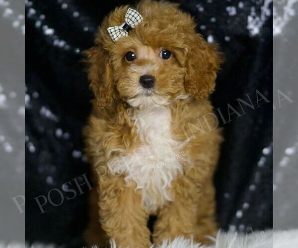 Medium Photo #4 Poodle (Miniature) Puppy For Sale in WARSAW, IN, USA