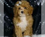 Small #3 Poodle (Miniature)