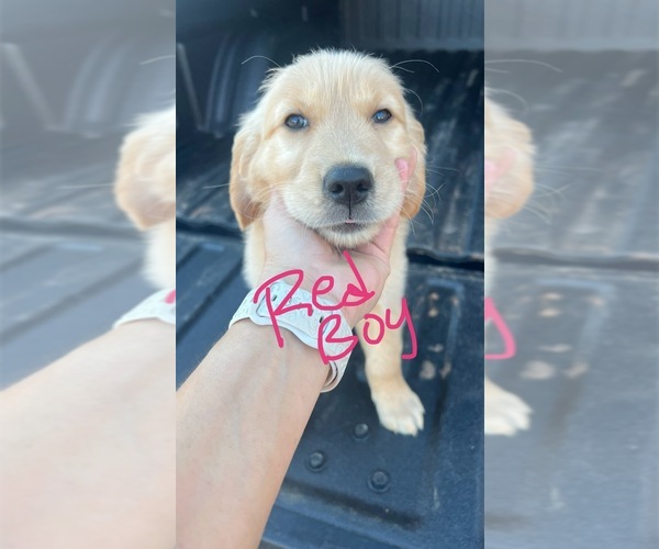 Medium Photo #9 Golden Retriever Puppy For Sale in BOILING SPGS, SC, USA