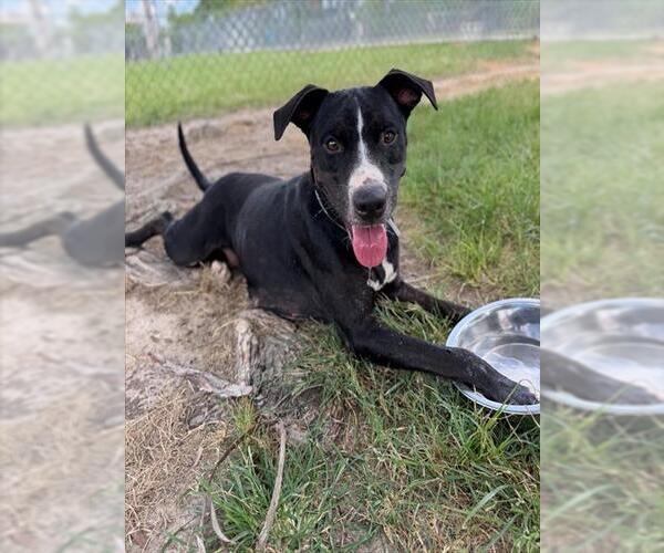 Medium Photo #2 American Pit Bull Terrier-Unknown Mix Puppy For Sale in Conroe, TX, USA