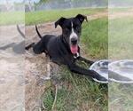 Small #1 American Pit Bull Terrier Mix