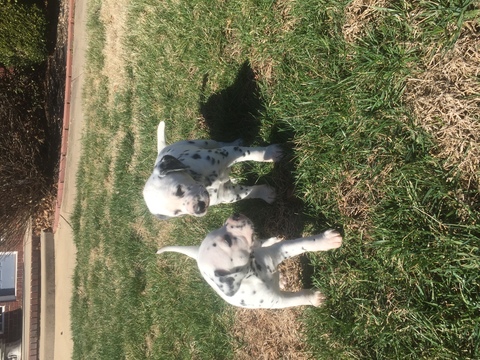 Medium Photo #1 Dalmatian Puppy For Sale in JOPLIN, MO, USA