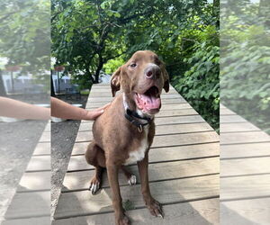 Mutt Dogs for adoption in Elmsford, NY, USA