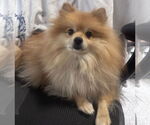 Small #1 Pomeranian